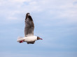 Seagull flying in the sky