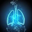 Schematic illustration of human lungs