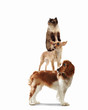 Three home pets