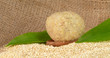 Foto: gekochter und roher quinoa gekochter und roher quinoa