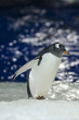 Photo: Gentoo Penguin - Pygoscelis papua Gentoo Penguin - Pygoscelis papua