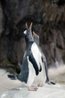 Photo: Gentoo Penguin - Pygoscelis papua Gentoo Penguin - Pygoscelis papua