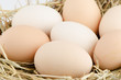 Eggs closeup