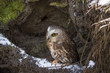 Saw-whet Owl