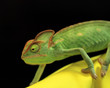 Chameleon