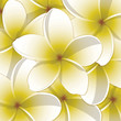 Vector: All occasion frangipani card in vector format. All occasion frangipani card in vector format.