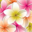 All occasion frangipani card in vector format.