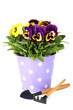 Beautiful pansies flowers isolated on a white