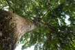 Birch Tree With Green Leaves from Below, Bottom View