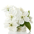 Beautiful cherry blossom isolated on white