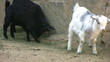 Goats feeding