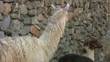 White and brown alpacas