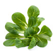 Feldsalat