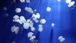 jellyfish medusa underwater video 1080p