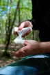 Photo: Applying an medical gauze Applying an medical gauze