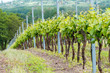 Rows of grapes