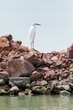 Great egret