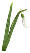 Snowdrop