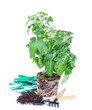 Photo: Tomato seedlings with flower and fruit on a white background Tomato seedlings with flower and fruit on a white background