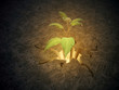 Foto: Plant growing from a crack in the ground Plant growing from a crack in the ground