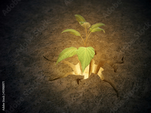 Photo: Plant growing from a crack in the ground Plant growing from a crack in the ground
