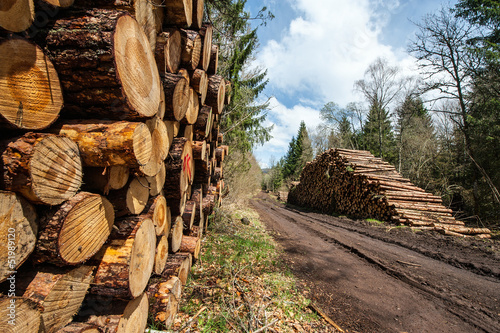 Photo: Stock de grumes Stock de grumes
