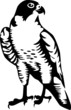 falcon