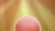 Insemination
