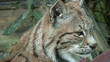Lynx