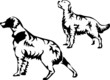 setter dog