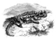 Australian Lizard : the "Moloch"