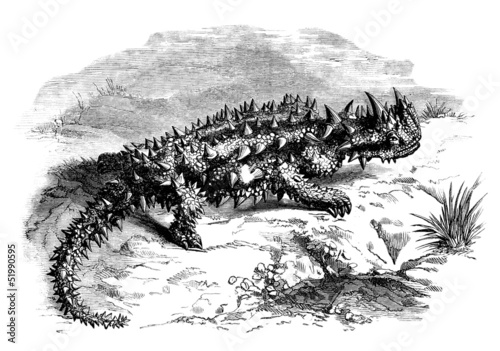 Illustration: Australian Lizard : the "Moloch" Australian Lizard : the "Moloch"