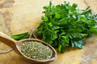 Fresh  and dry parsley on wooden background