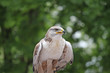 careful look of a hawk looking for a possible prey