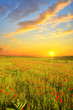 field with poppies