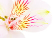 White Lily