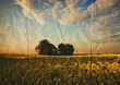 paper oilseed field