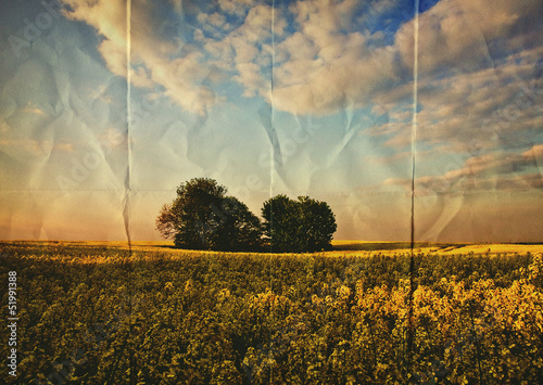 Photo: paper oilseed field paper oilseed field