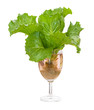 fresh butterhead in wine glass over white background