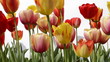 Video: Tracking shot of Tulips Tracking shot of Tulips