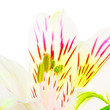 White Lily