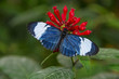 Tropical Butterfly Sitting On ...