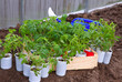 Tomato seedlings
