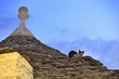 Alberobello - gatto sui trulli