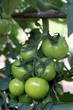 Foto: Tomatos on a vine Tomatos on a vine