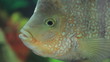 Fish in aquarium