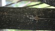 Chameleon nature