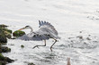 Heron fishing