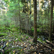 dark pine forest scene