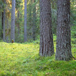 dark pine forest scene
